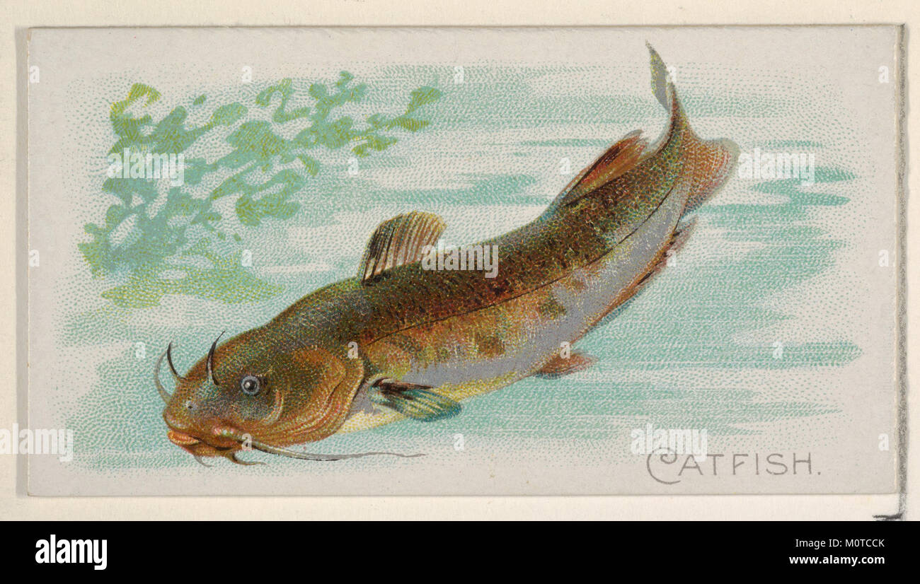 Wels, vom Fisch aus den amerikanischen Hoheitsgewässern Serie (N 8) für Allen & Ginter Zigaretten Marken MET DP 830384 Stockfoto