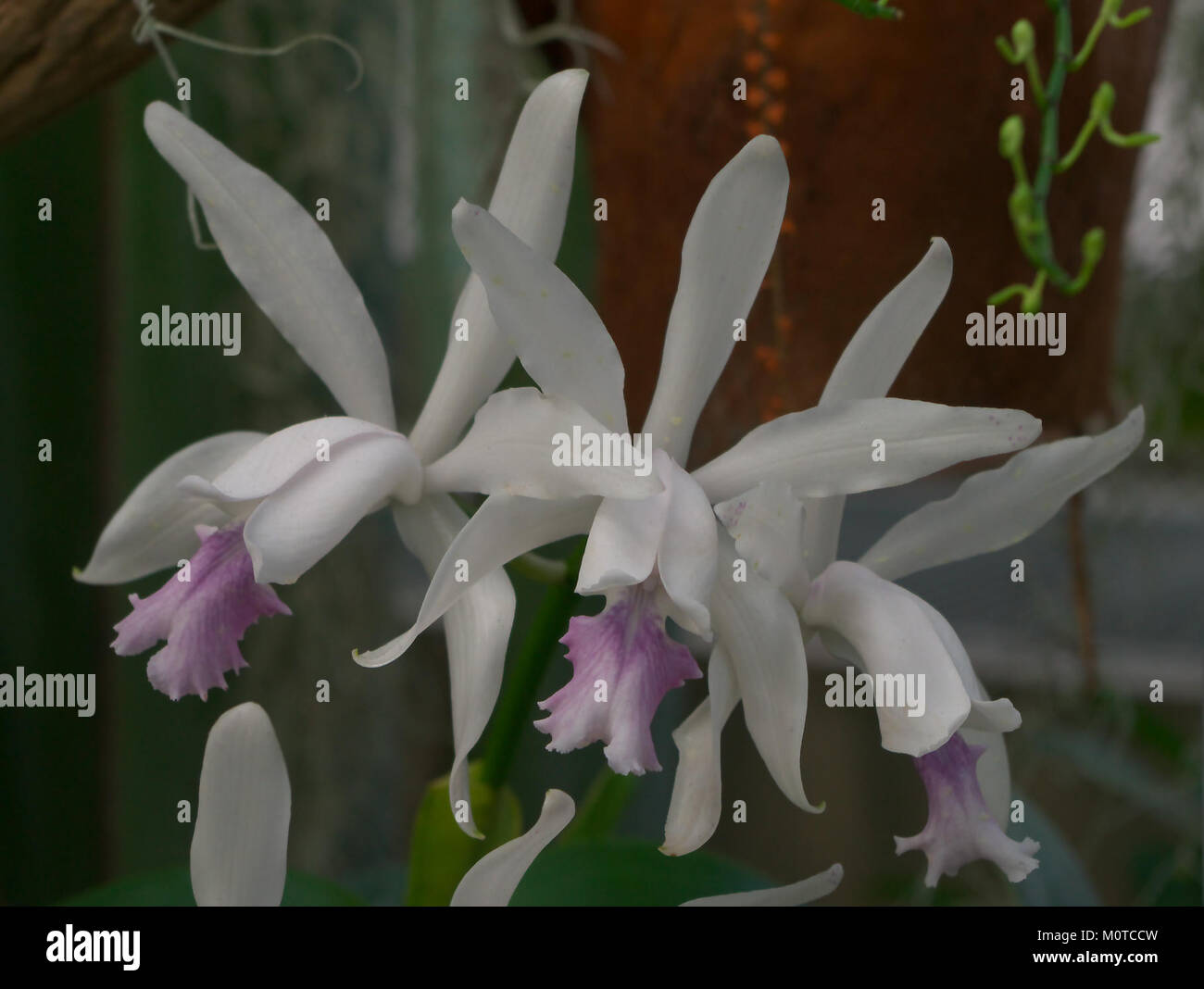 Cattleya intermedia v. amethystina ist eine Orchideenart, die für ihre leuchtenden violetten und rosa Blüten bekannt ist. Es ist eine Art der Gattung Cattleya, die in den Regenwäldern Brasiliens beheimatet ist und für ihre ästhetische Anziehungskraft und ihre einzigartige Farbgebung geschätzt wird. Stockfoto
