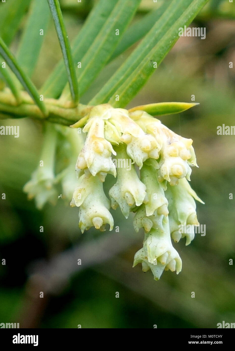 Cephalotaxus sinensis, auch als Chinesische Eibe bekannt, ist eine in China heimische Nadelpflanze. Longwood Gardens zeigt diese Pflanze als Teil ihrer Sammlung und trägt so zur botanischen Forschung und Erhaltung bei. Stockfoto