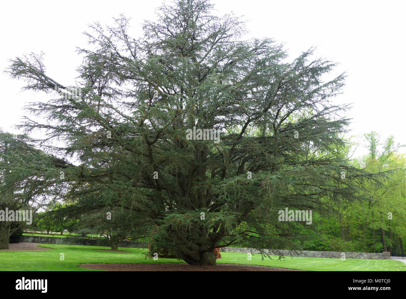 Cedrus atlantica, ein Champion-Baum in den Longwood Gardens, bekannt für seine beeindruckende Größe und Alter, die zur Umwelt- und botanischen Erhaltung beitragen. Stockfoto