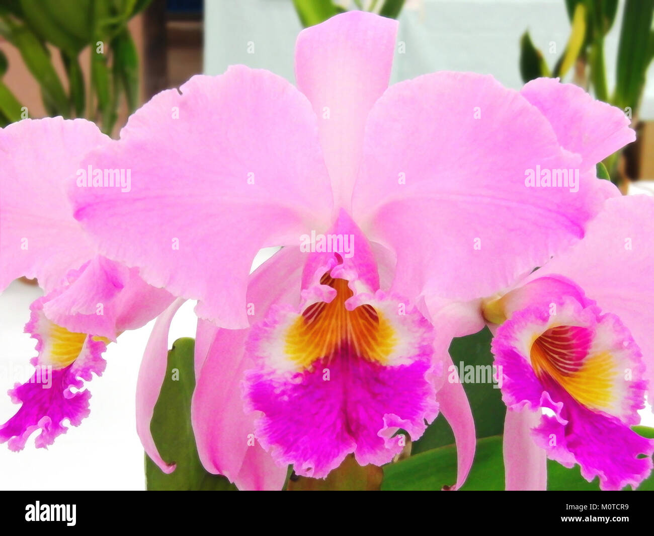 Ein lebendiges Bild der Cattleya gaskelliana Tipo-Kometen-Orchidee, die ihre einzigartige Blütenform und -Farbe unterstreicht. Stockfoto