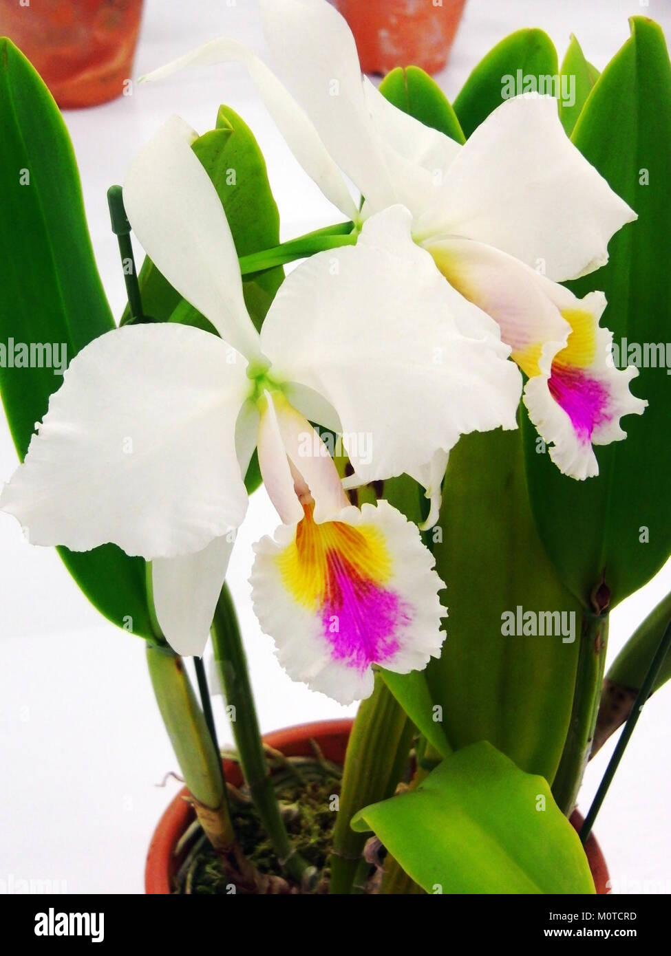 Cattleya gaskelliana forma semi-alba „Hansa“ ist eine Orchideensorte, die für ihre markanten weißen und hellrosa Blüten bekannt ist. Es ist eine Hybridart der Gattung Cattleya, die für ihren Duft und ihre Schönheit im Ziergärtnerbau geschätzt wird. Stockfoto