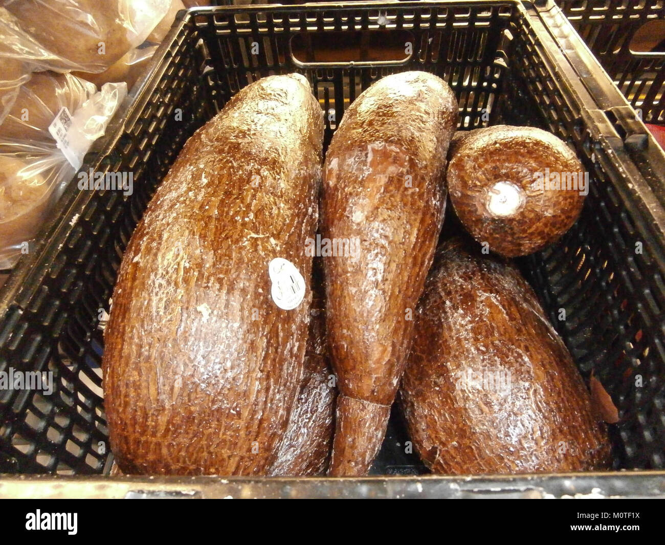Maniok, ein in Südamerika heimisches Wurzelgemüse, das in tropischen Regionen weit verbreitet ist, wird hier in einem Abfalleimer gelagert. Die Pflanze ist bekannt für ihre stärkehaltigen Knollen, die in vielen Teilen der Welt eine wichtige Nahrungsquelle sind. Stockfoto