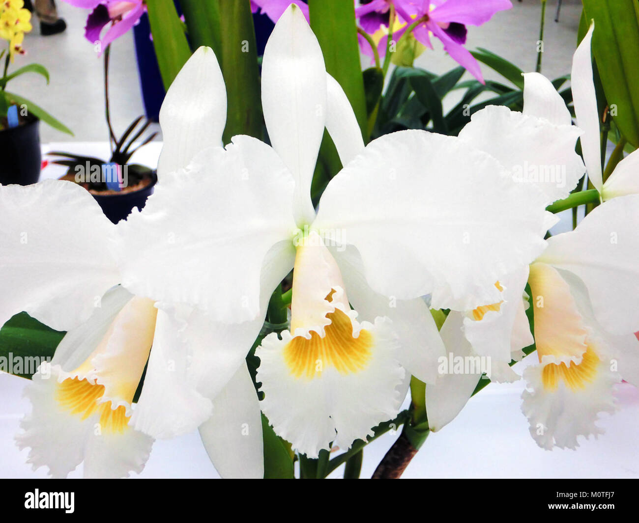 Cattleya gaskelliana forma alba Sara ist eine besondere Orchideenart, die für ihre weißen Blüten bekannt ist. Diese Orchidee gehört zur Gattung Cattleya, die für ihre Schönheit geschätzt wird und oft in Gewächshäusern und botanischen Sammlungen angebaut wird. Stockfoto