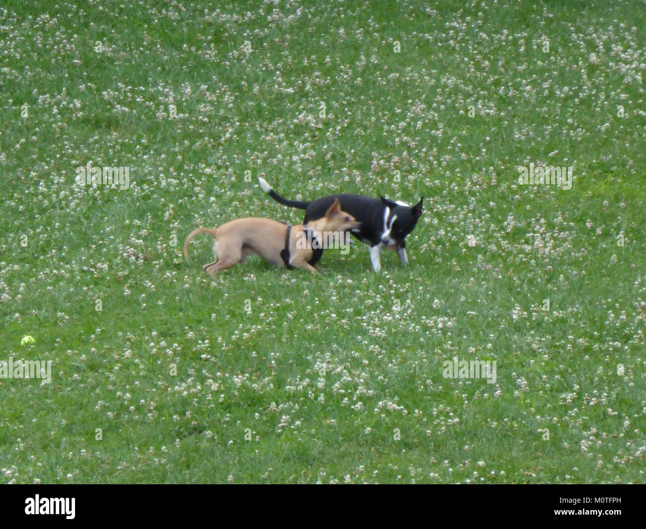 Der Central Park ist ein großer öffentlicher Park in New York City, der für sein Design und seine Grünanlagen berühmt ist und Freizeitaktivitäten und wunderschöne Landschaften bietet. Stockfoto