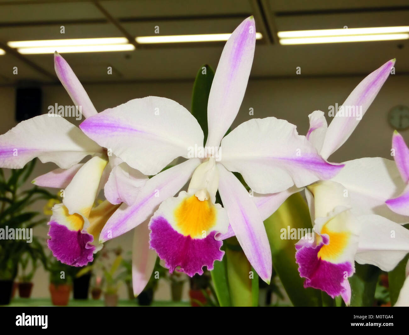 Cattleya wallisii forma pincelada „Estrela do Norte“ ist eine seltene Orchideensorte, die für ihre charakteristischen Blumenmuster bekannt ist. Es gehört zur Gattung Cattleya, die in Südamerika beheimatet ist. Stockfoto