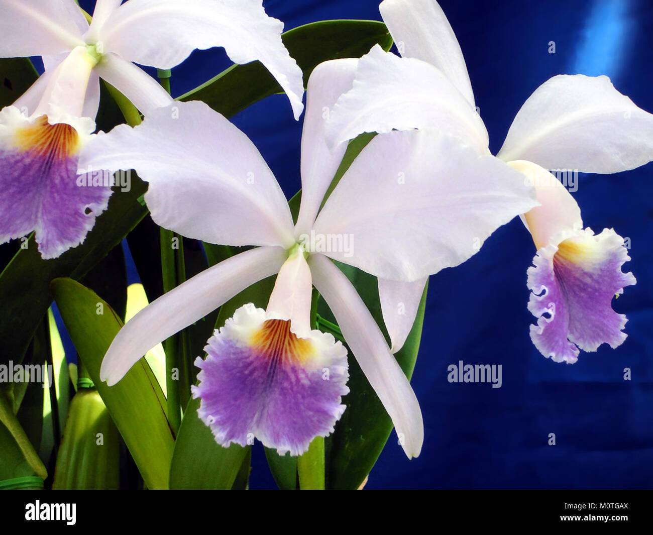 Cattleya jenmanii forma coerulea „Cielo Azul“ ist eine Orchideenart, die für ihre auffälligen blauen Blüten bekannt ist. Sie gehört zur Gattung Cattleya, die für ihre Schönheit und ihre dekorative Verwendung im Gartenbau geschätzt wird. Stockfoto
