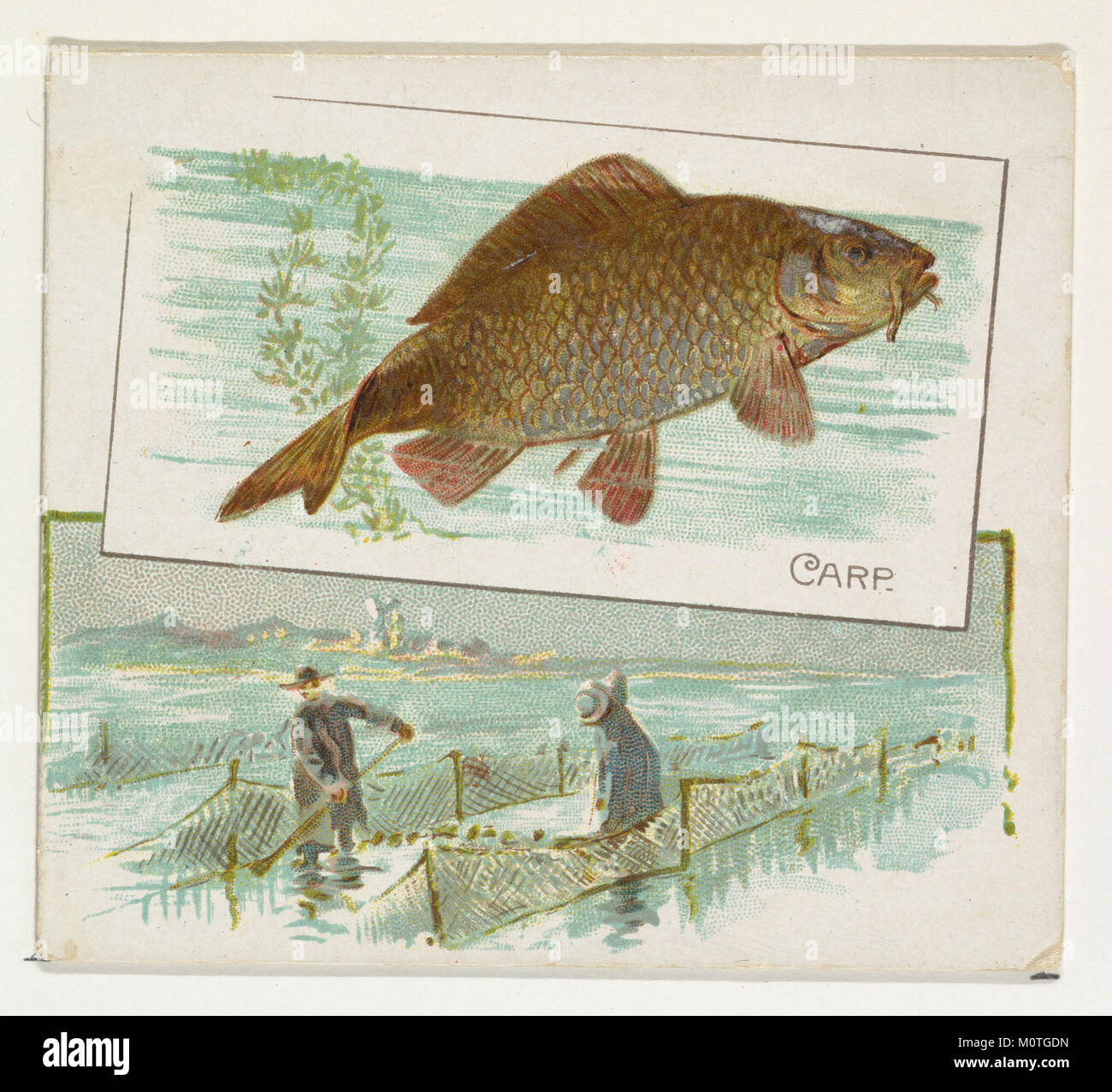 Karpfen, vom Fisch aus den amerikanischen Hoheitsgewässern Serie (N 39) für Allen&Ginter Zigaretten MET DP 839068 Stockfoto