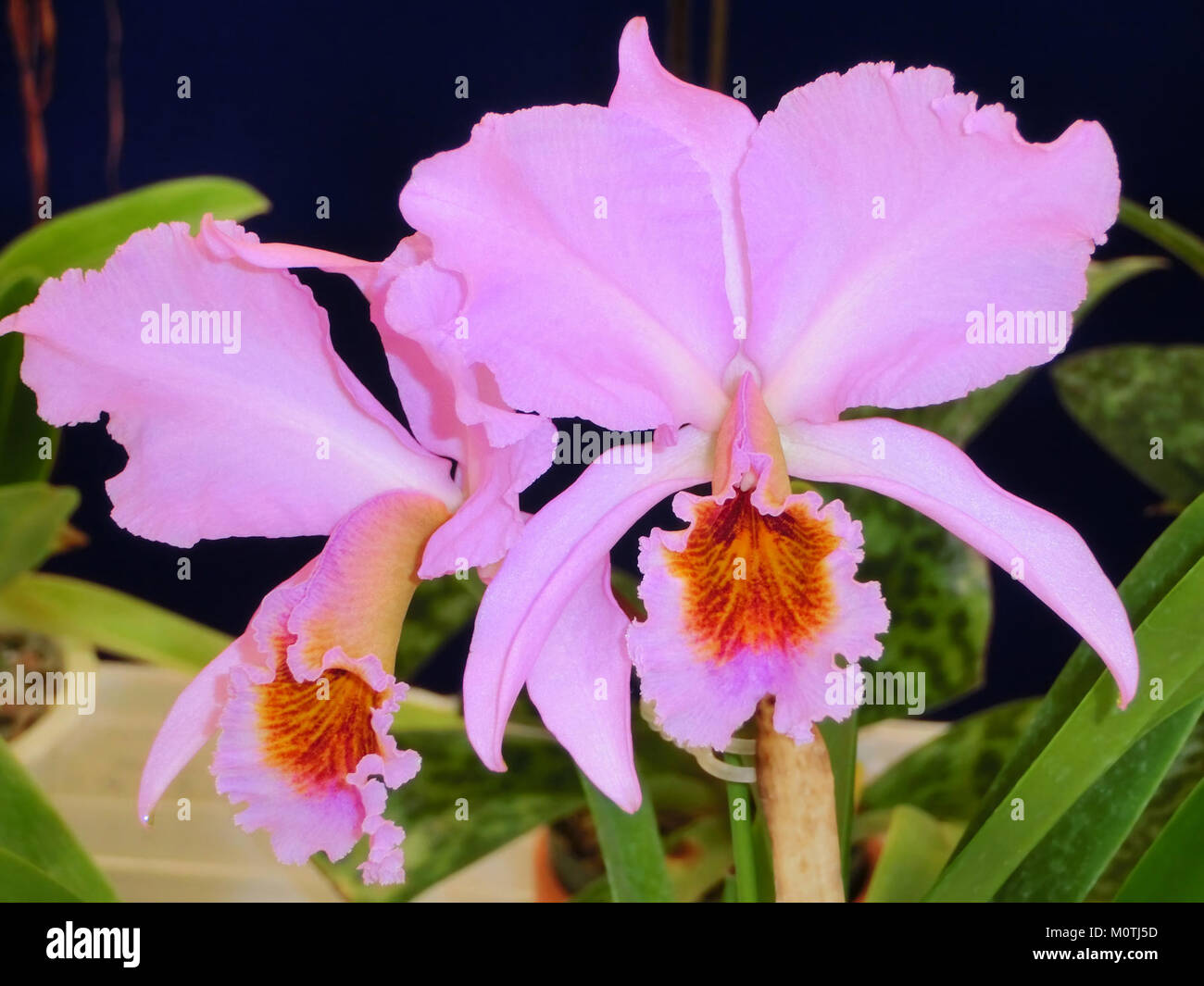Cattleya percivaliana forma aurea „Georgina“ ist eine Orchideenart, die für ihre goldgelbe Farbe und ihr auffälliges Aussehen bekannt ist. Es handelt sich um eine Hybride oder Sorte der Gattung Cattleya, die oft zu Zierzwecken angebaut wird. Diese Orchidee wird für ihre lebendige Farbe und ihre elegante Form bewundert, wodurch sie in Blumendekorationen und Kollektionen beliebt ist. Stockfoto