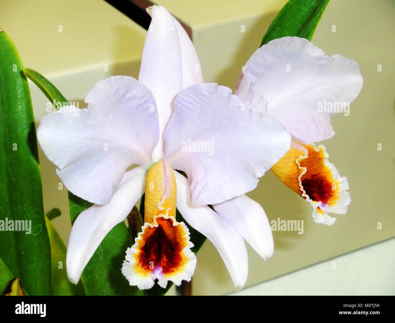 Cattleya percivaliana forma coerulea Ondine ist eine seltene Orchidee, die für ihre einzigartige blaue Farbe und ihr auffälliges Aussehen bekannt ist. Diese besondere Form der Gattung Cattleya wird von Sammlern und Orchideenliebhabern geschätzt. Stockfoto