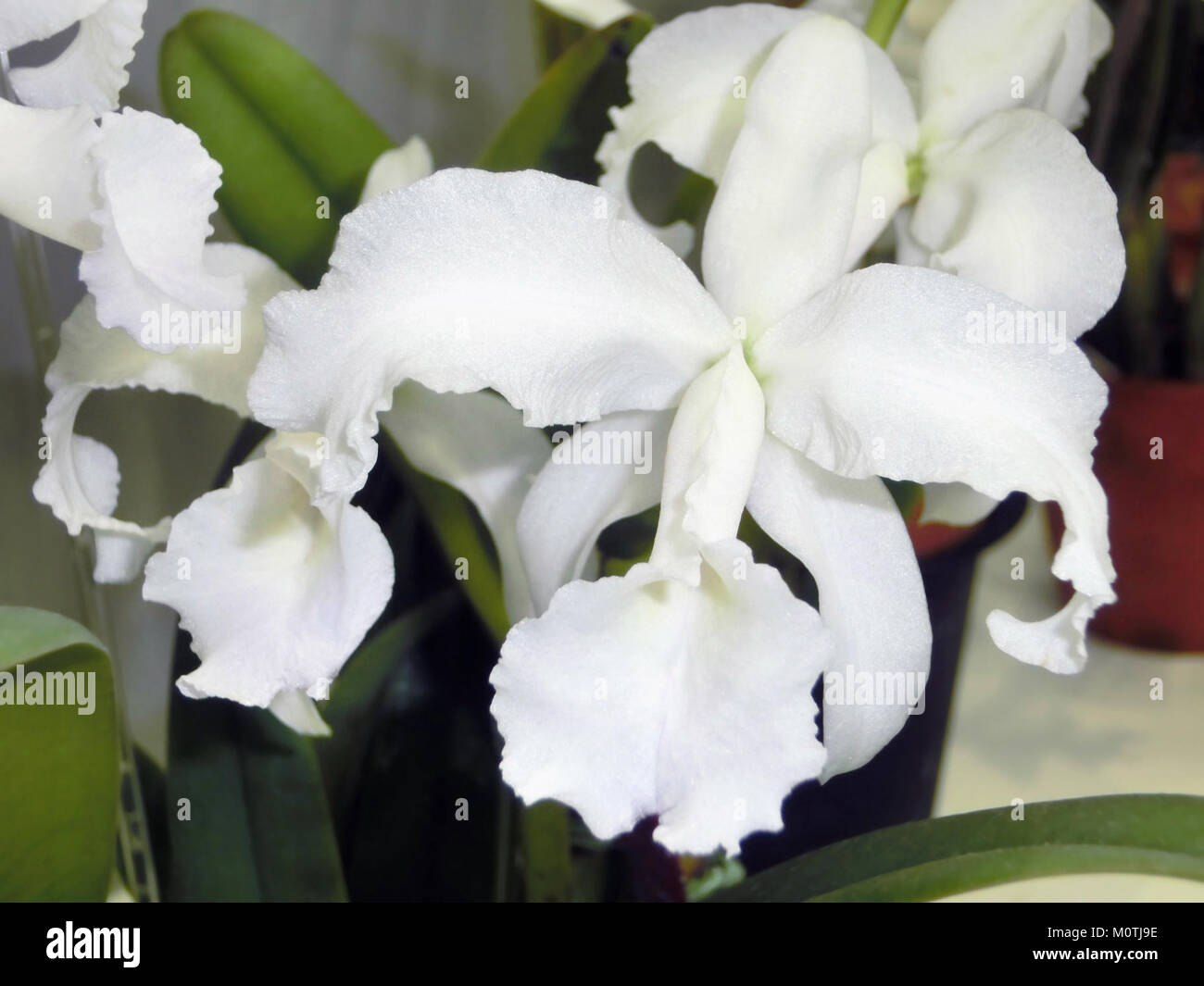 Foto von Cattleya lawrenceana forma albescens, einer Vielzahl von Orchideen, die für ihre charakteristischen weißen und violetten Blüten bekannt sind und deren Schönheit und botanische Bedeutung unterstreichen. Stockfoto