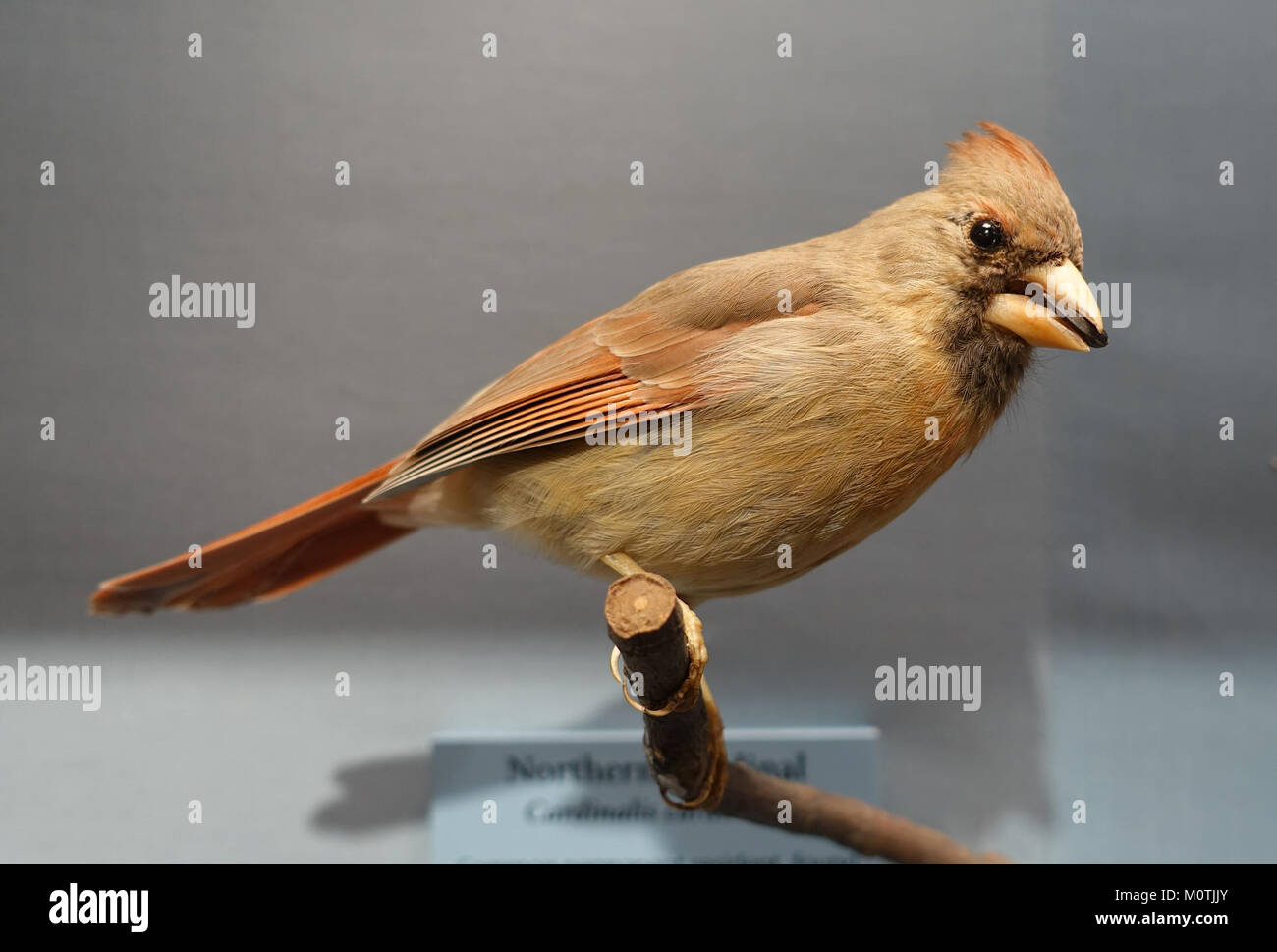 Dieses Bild zeigt einen Cardinalis cardinalis, auch bekannt als Nordkardinal, einen leuchtend roten songvogel, der in Nord- und Mittelamerika beheimatet ist. Das Exemplar ist im National Museum of Natural History untergebracht und zeigt seine unverwechselbare Färbung und physische Merkmale. Stockfoto