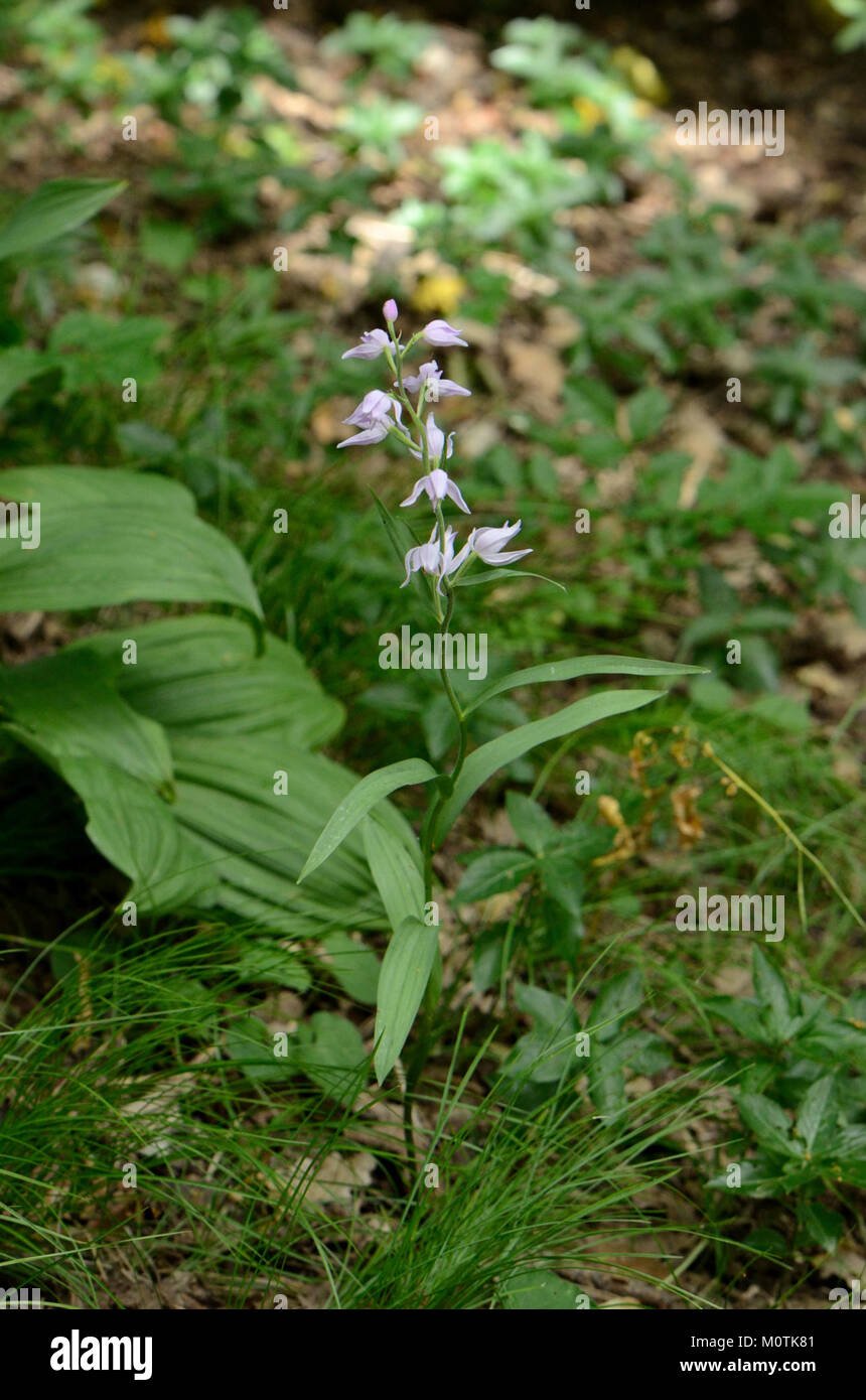 Cephalanthera rubra, auch bekannt als Rothelleborin, ist eine seltene und schöne Orchideenart in Europa. Die markanten roten Blüten blühen in Waldgebieten und werden für ihre ästhetische Anziehungskraft und Seltenheit in der Wildnis sehr geschätzt. Stockfoto