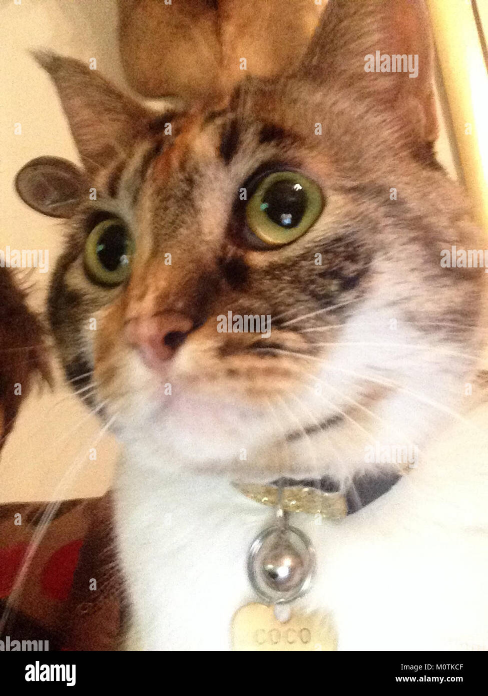 Ein Bild mit dem Titel „Cat 83“, obwohl keine spezifischen Details zum Inhalt bereitgestellt werden. Stockfoto