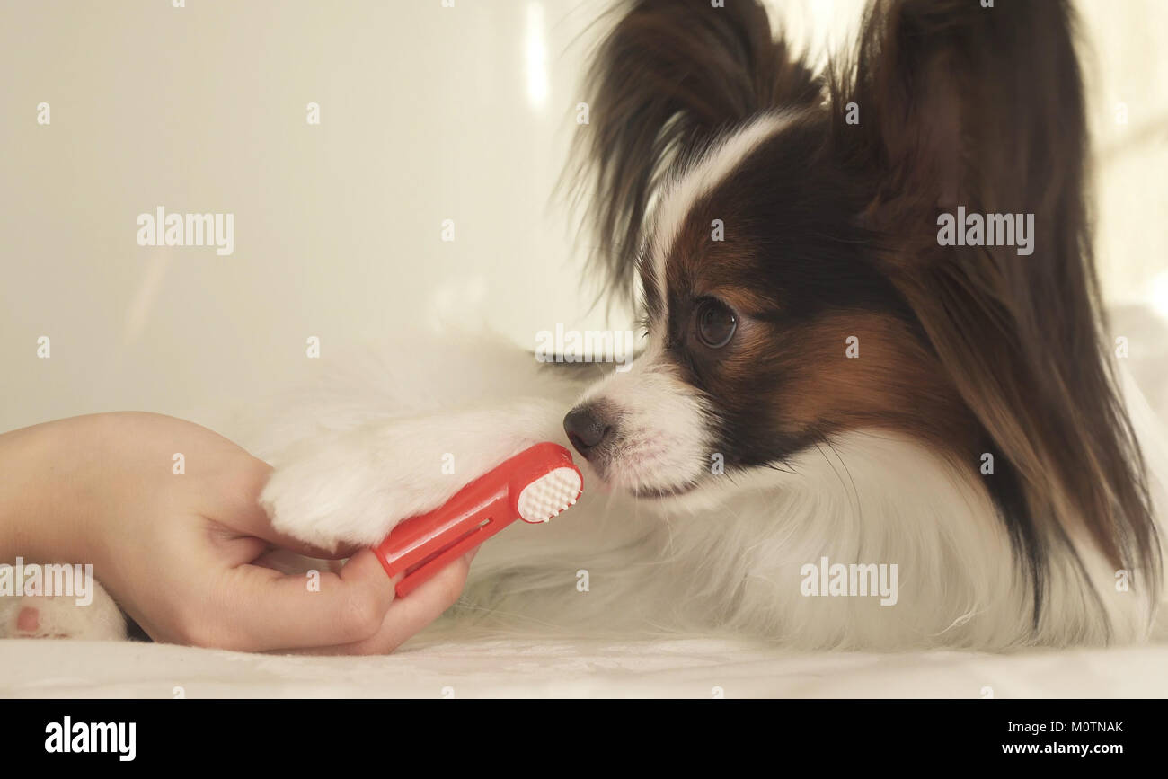 Junge Hunde Rassen Papillon, Continental Toy Spaniel Bürsten der Zähne mit der Zahnbürste Stockfoto