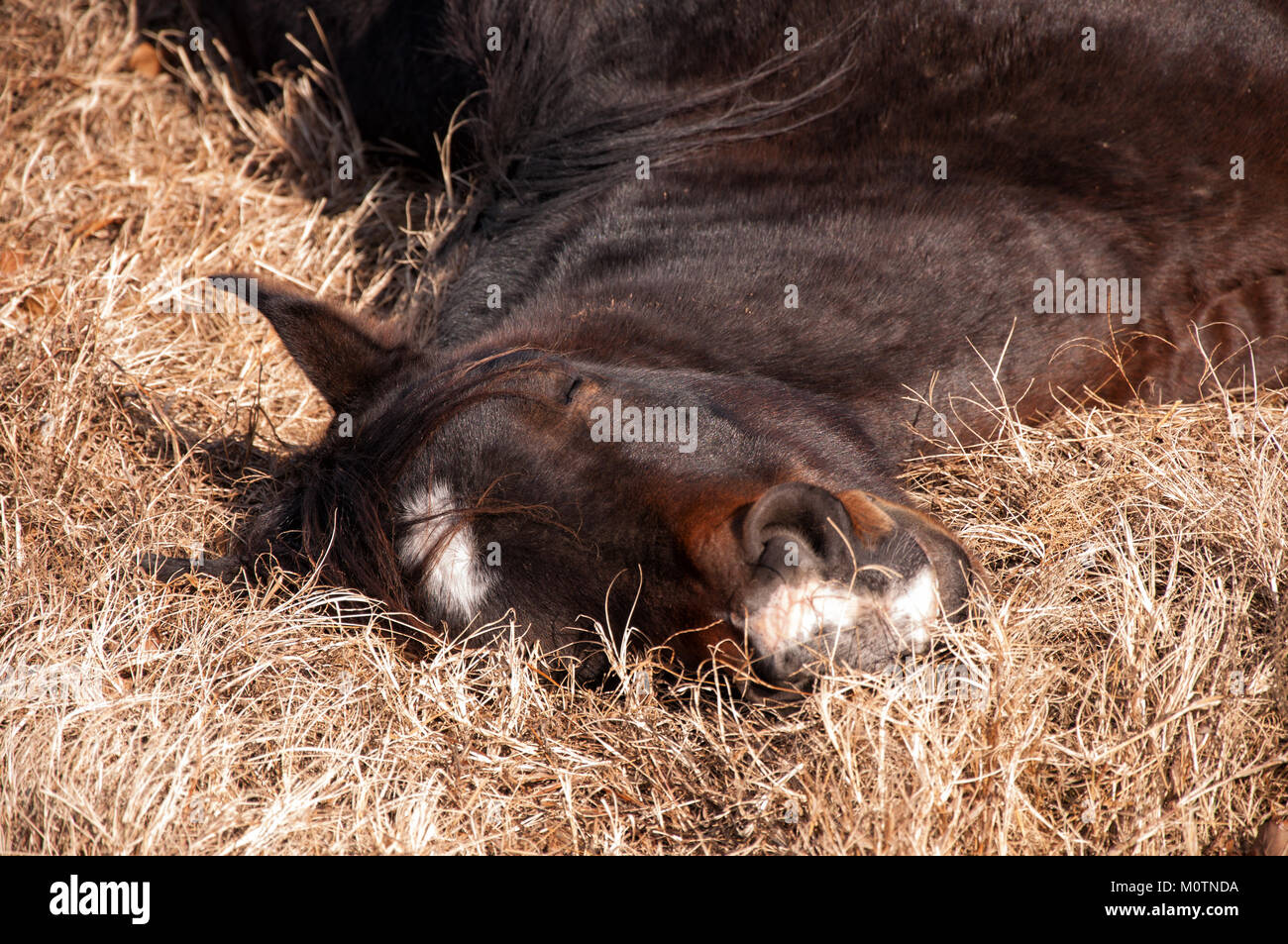 Pferd eingeschlafen, liegend in trockenen Winter Gras in der Sonne Stockfoto