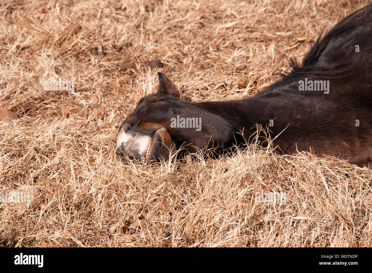 Dunkle Bay Horse eingeschlafen, liegen in trockenem Gras im Winter Sonnenschein Stockfoto