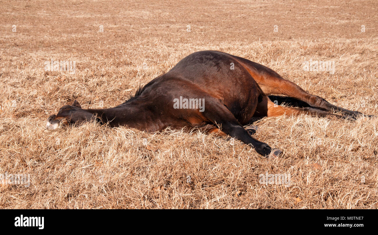 Bay Horse liegend eingeschlafen im Sonnenschein Stockfoto