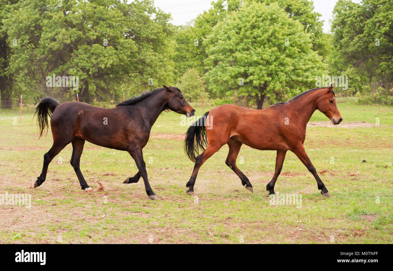 Zwei arabische Pferde laufen und spielen im Frühjahr Weide Stockfoto
