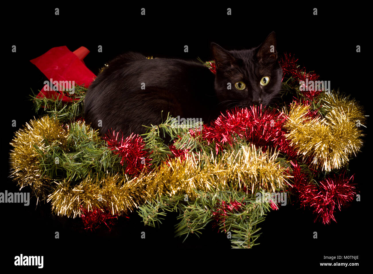 Schwarze Katze versteckt sich in Weihnachtsschmuck, Kranz mit roten und goldenen Lametta, auf schwarzem Hintergrund Stockfoto