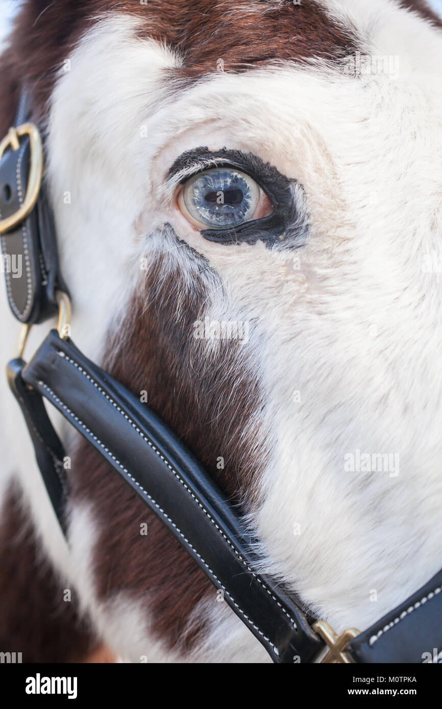 Pferd mit hellen blauen Augen Stockfoto