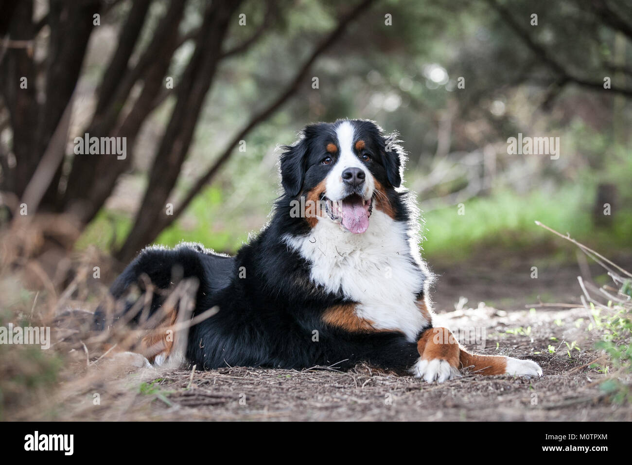 Berner Sennenhund Stockfoto