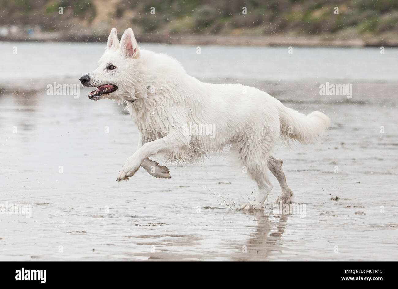 Weißer Schäferhund Stockfoto