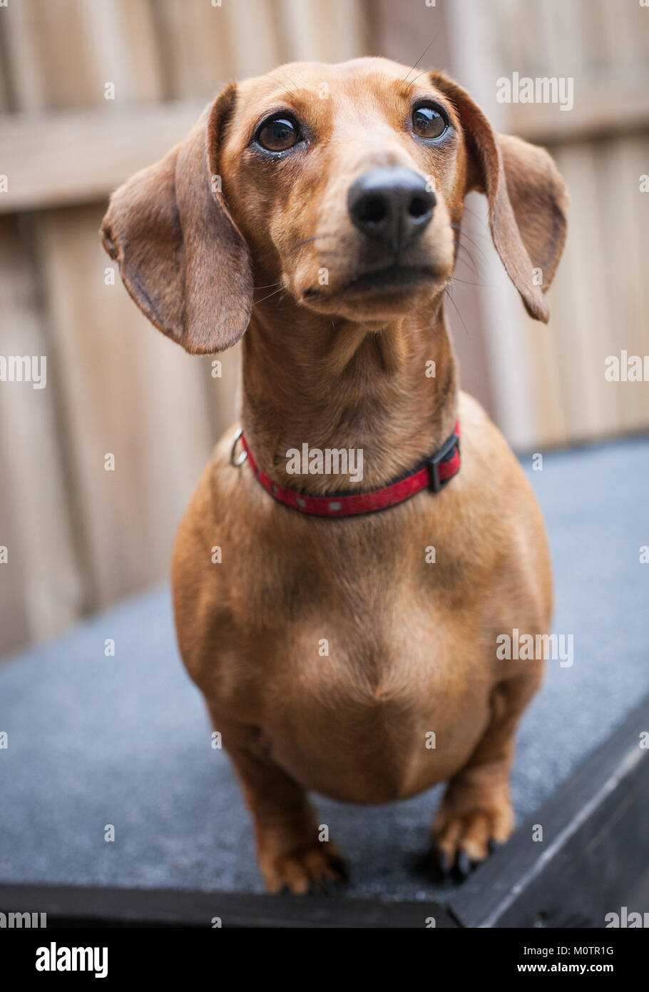 Pet Daschund Stockfoto