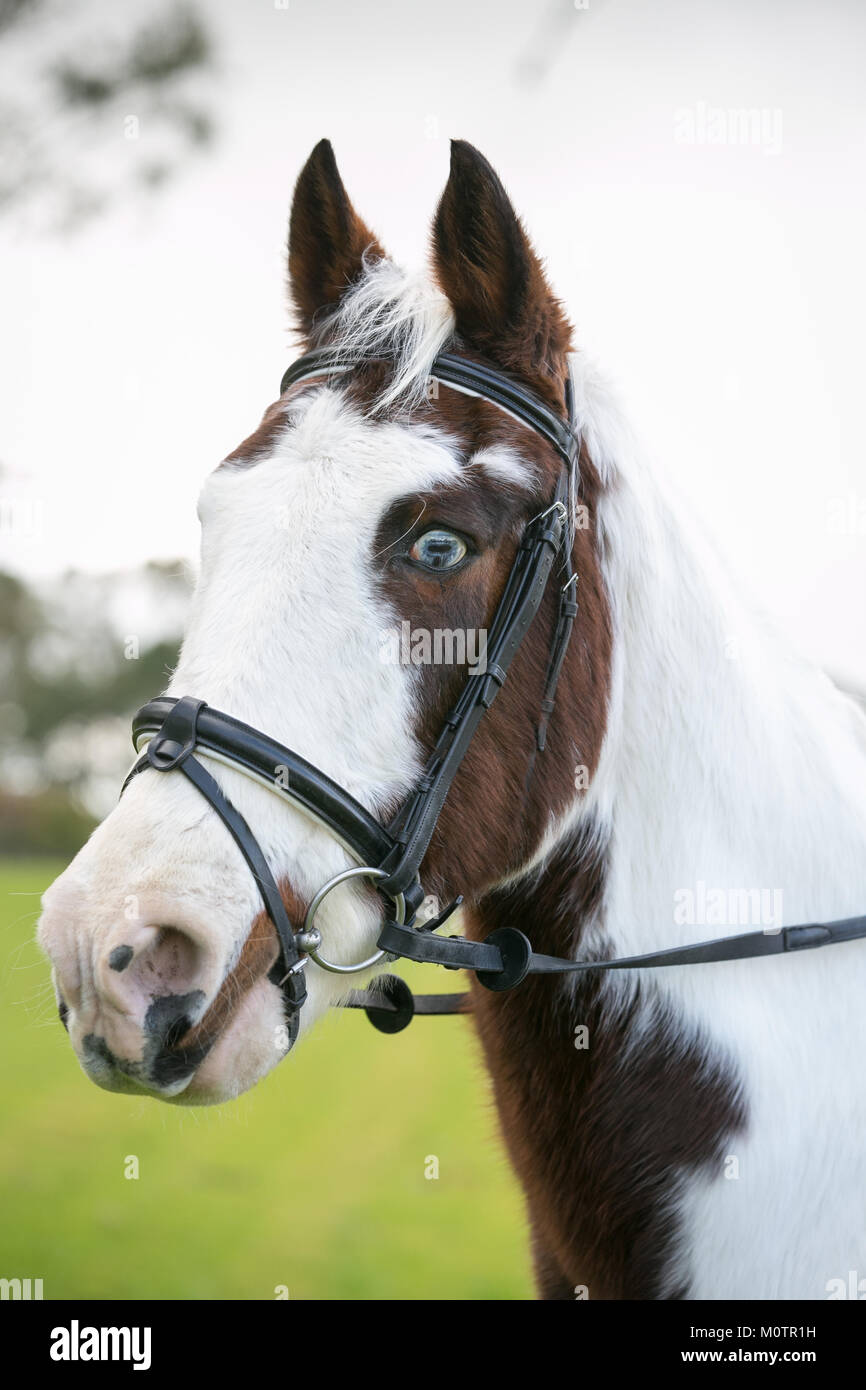 Pferd mit hellen blauen Augen Stockfoto