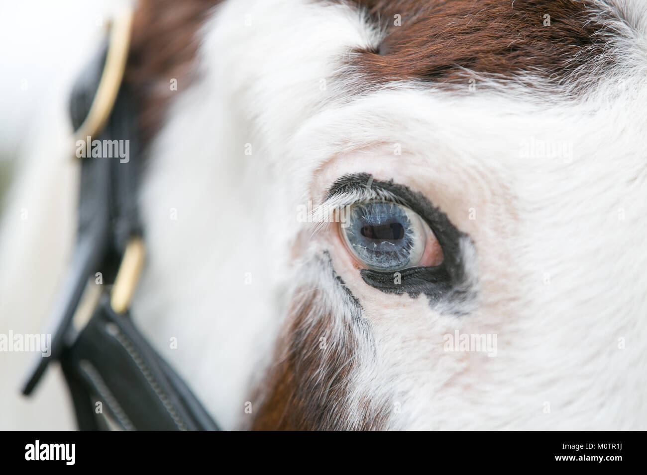 Pferd mit hellen blauen Augen Stockfoto