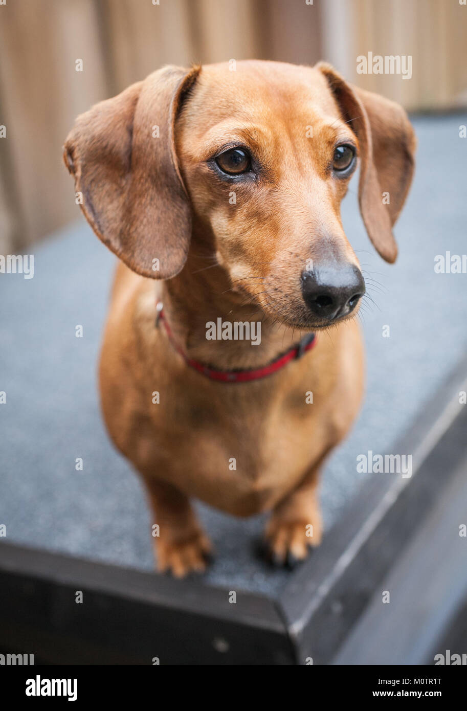 Pet Daschund Stockfoto