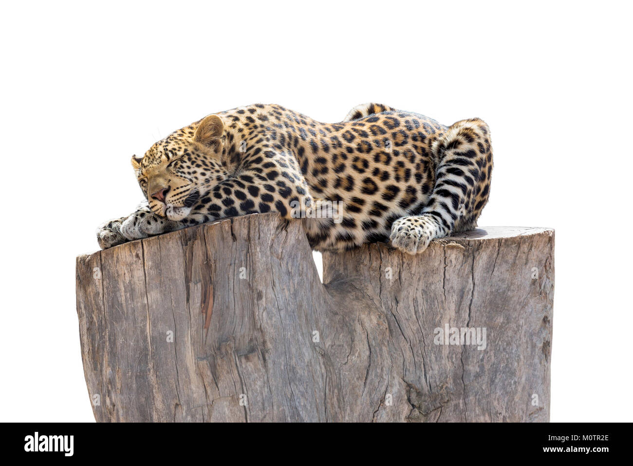 Entspannt Leopard schläft auf Baumstamm. Foto isoliert auf weißem Hintergrund Stockfoto