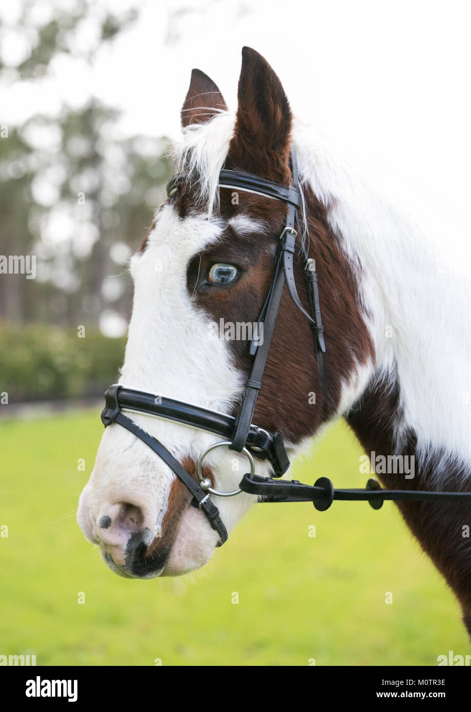 Pferd mit hellen blauen Augen Stockfoto