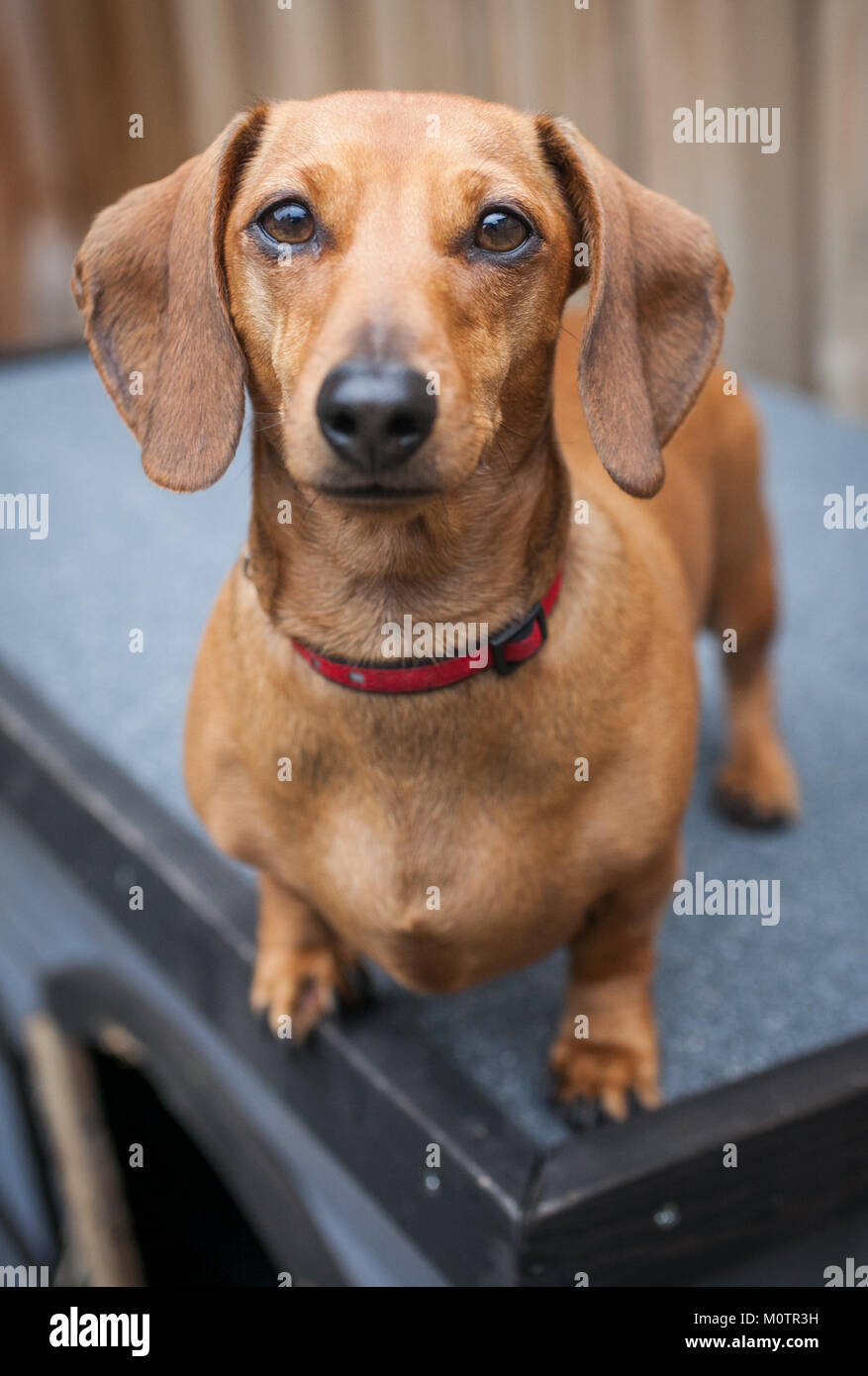 Pet Daschund Stockfoto