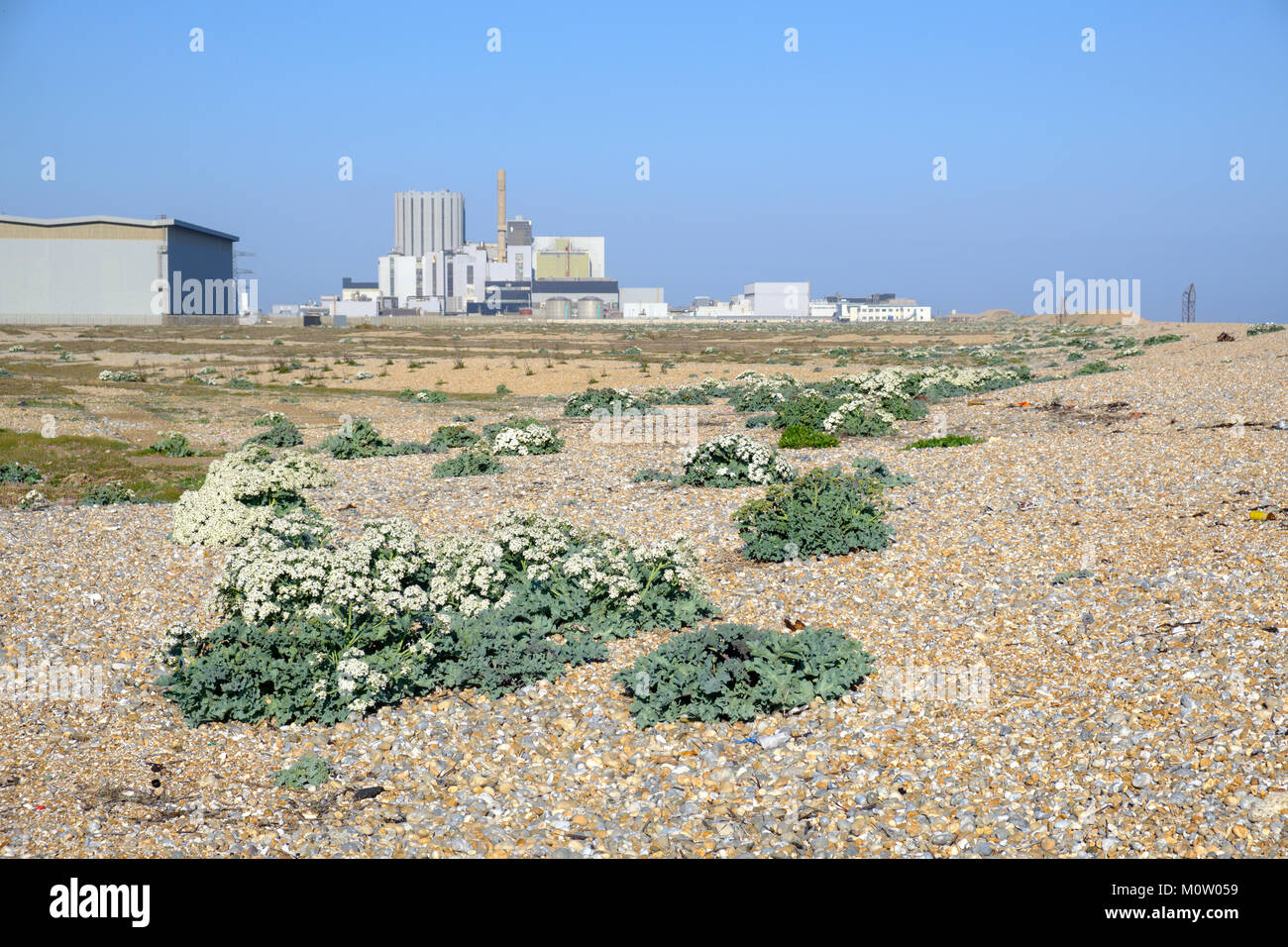 Sea Kale (crambe Maritima) wächst auf einem Kieselstrand in der Nähe von Dungeness Kernkraftwerk Dungeness, Kent, England Stockfoto