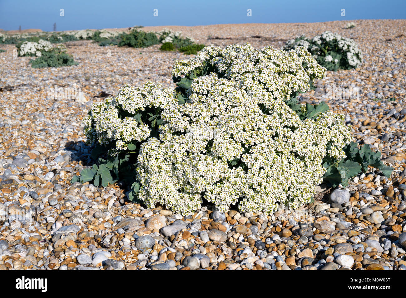 Sea Kale (crambe Maritima), die auf einen Kiesstrand, Dungeness, Kent, England Stockfoto