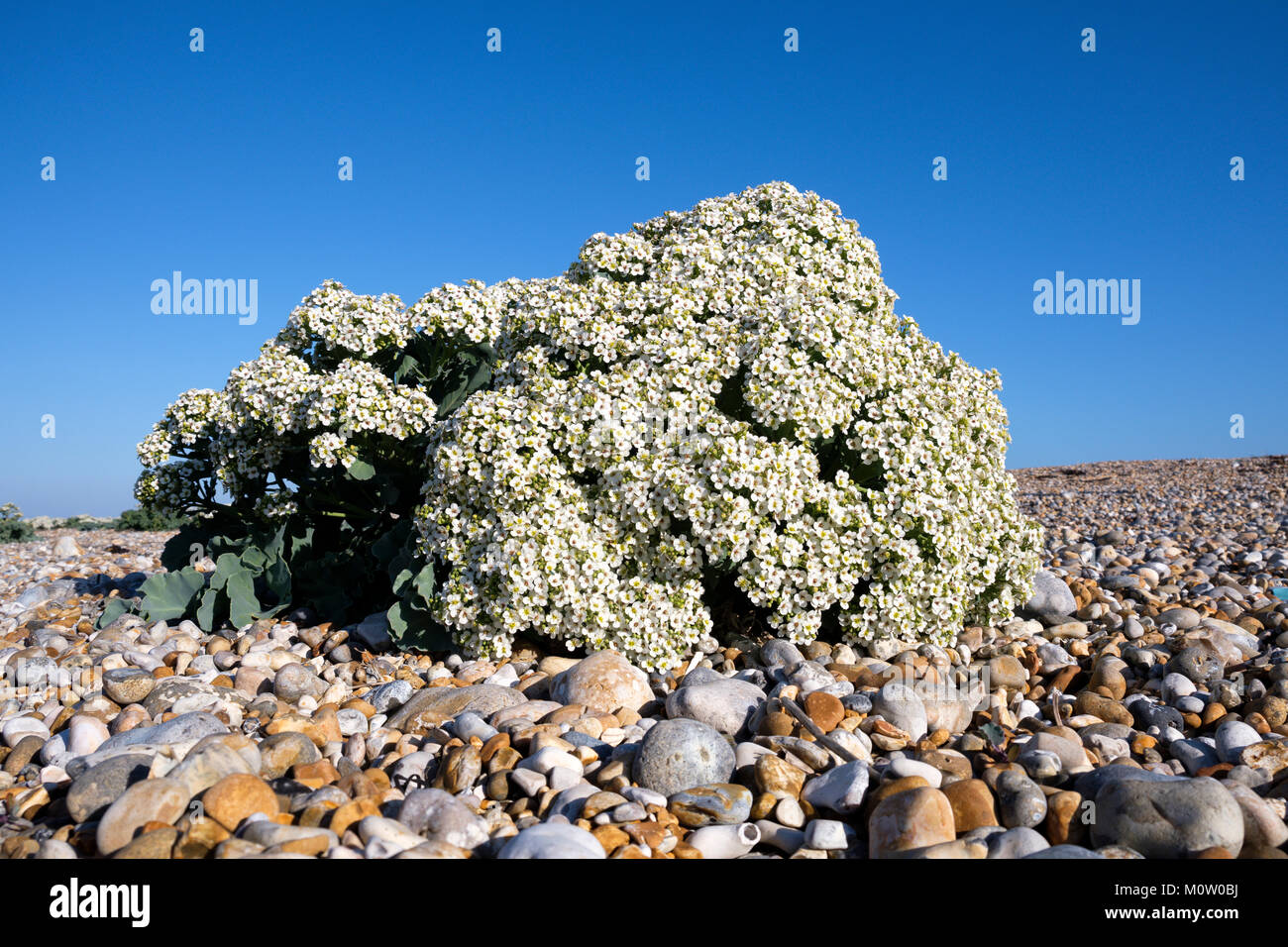 Low Angle View von Sea Kale (crambe Maritima) in Blume wächst auf einem Kieselstrand, Dungeness, Kent, England Stockfoto