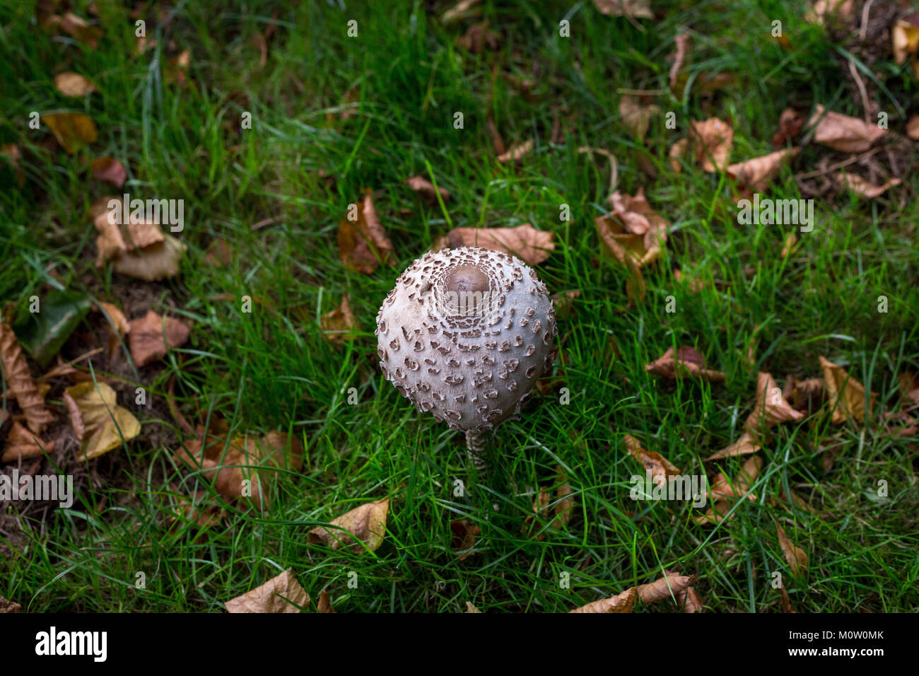 Wild Mushroom wächst in einer Wiese Stockfoto