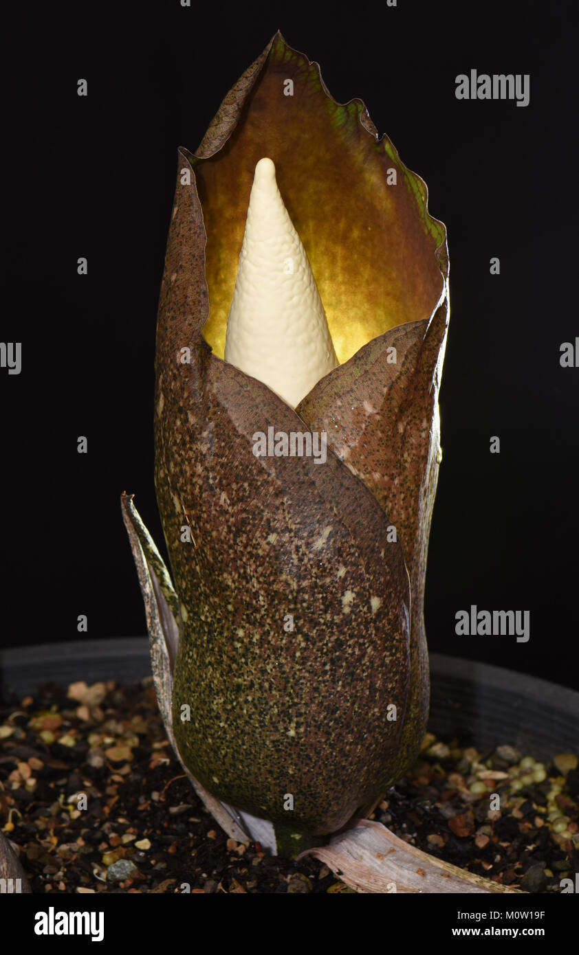 Amorphophallus opertus. Aas Lily. Voodoo Lily. Leiche Lily. Vietnam Amorphophallus Stockfoto