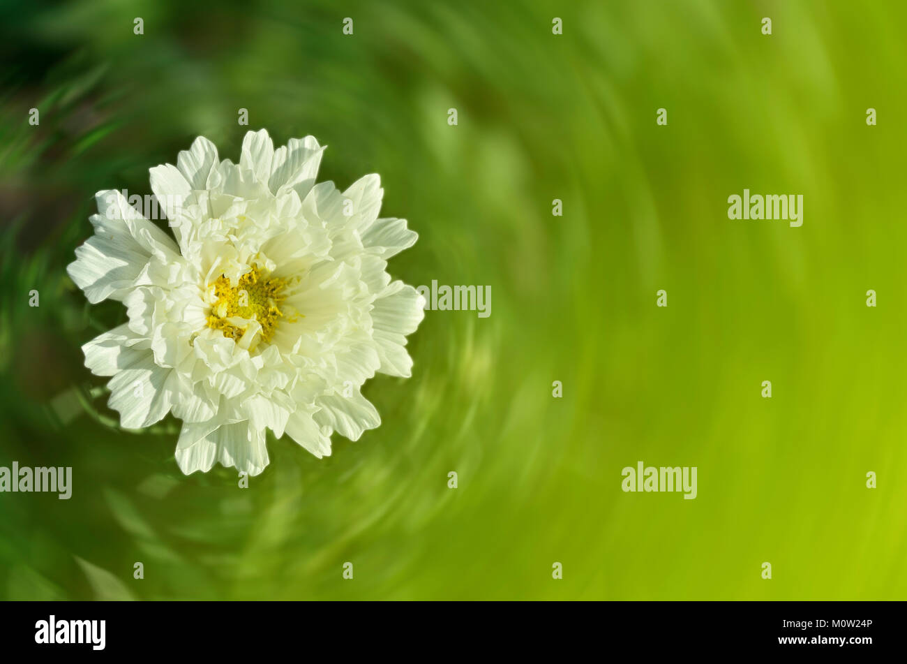 Sanfte flauschigen weißen Kosmos Blume Nahaufnahme auf einem grünen verschwommenen Hintergrund im Sommer sonnigen Tag mit Platz für Text Stockfoto