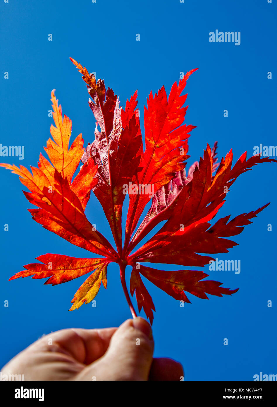 Eine Hand - Japanese maple leaf mit leuchtend roter Herbst Farben gegen ein strahlend blauer Himmel, zu lösen. Stockfoto