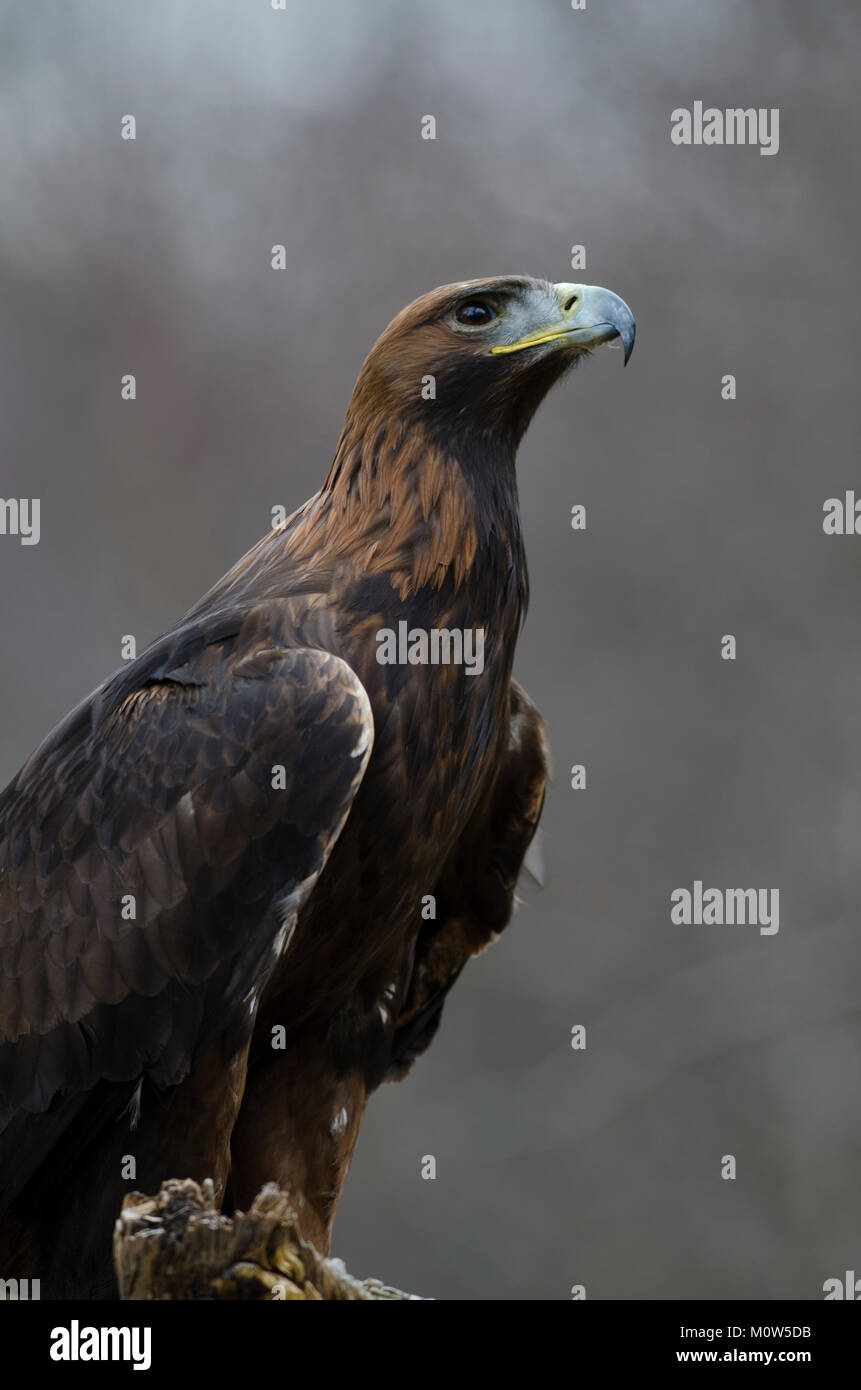 Gold Eagle in Schottland Stockfoto