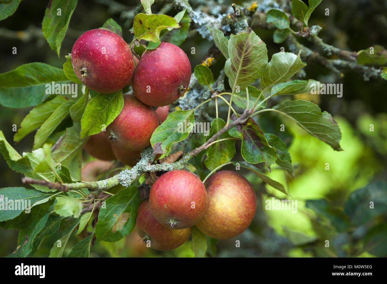 Rosige rote Äpfel für die Ernte wächst auf einem der Erbe spalier Obstbäume im Obstgarten von rousham House, Oxfordshire, England bereit. Stockfoto