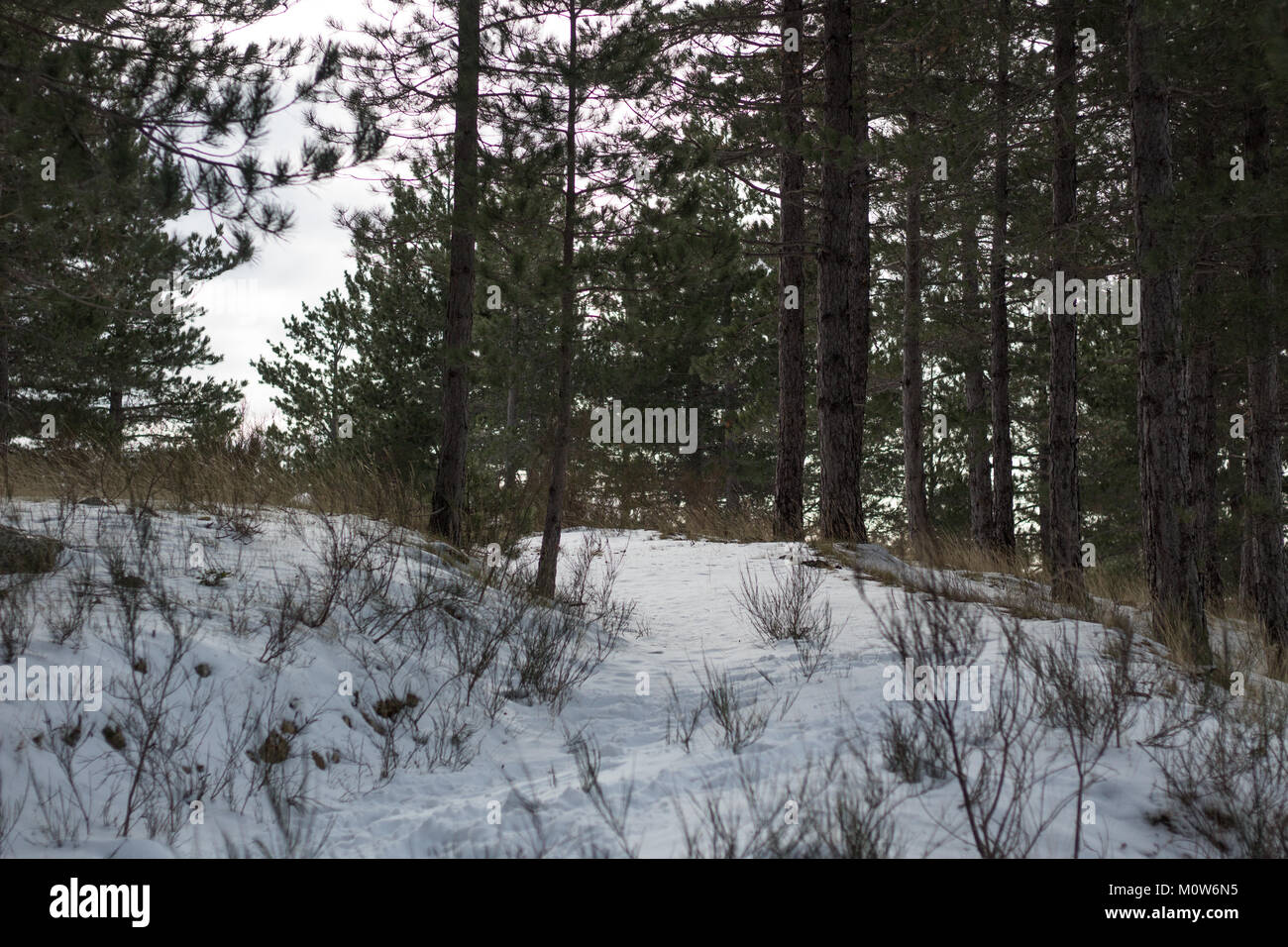 Kiefernwald mit Schnee bedeckt, flachen konzentrieren. Stockfoto