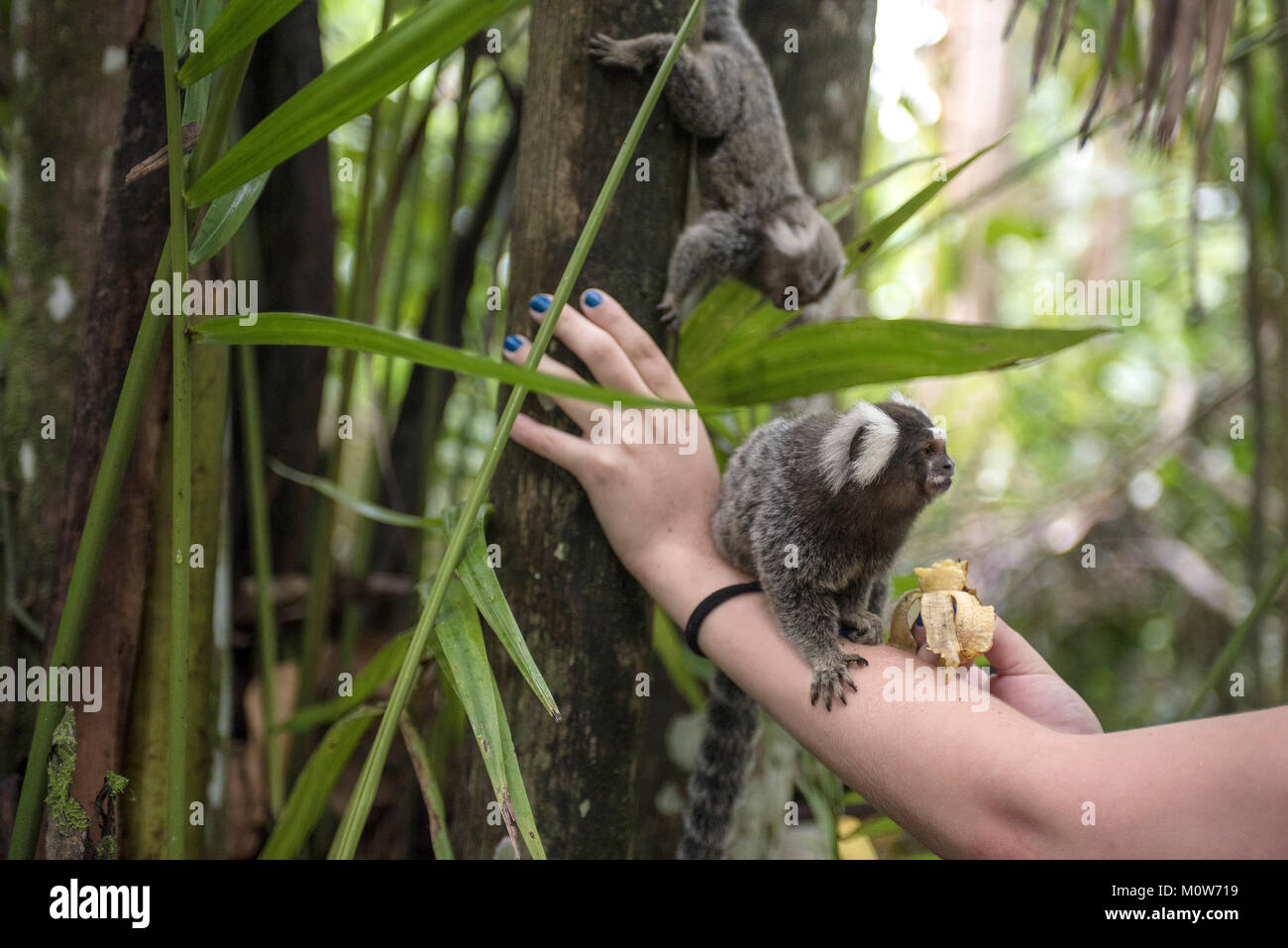 Touristen, die Makaken mit Bananen füttern. Paraty, Bundesstaat Rio De Janeiro, Brasilien Stockfoto