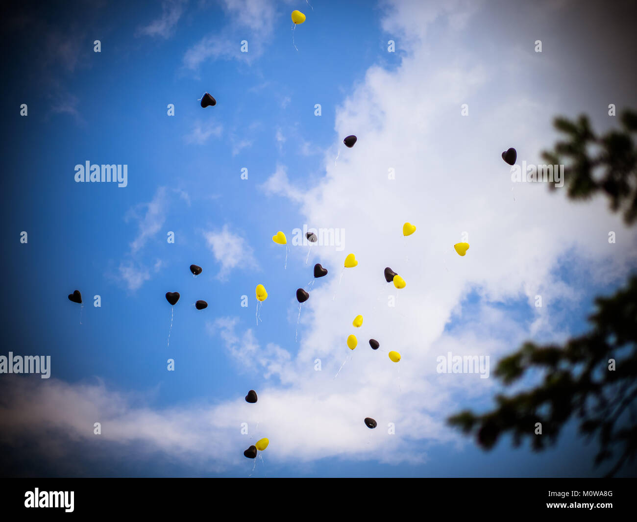 Die Ballone in den Himmel sind Schwarz und Gelb und der Baum Stockfoto