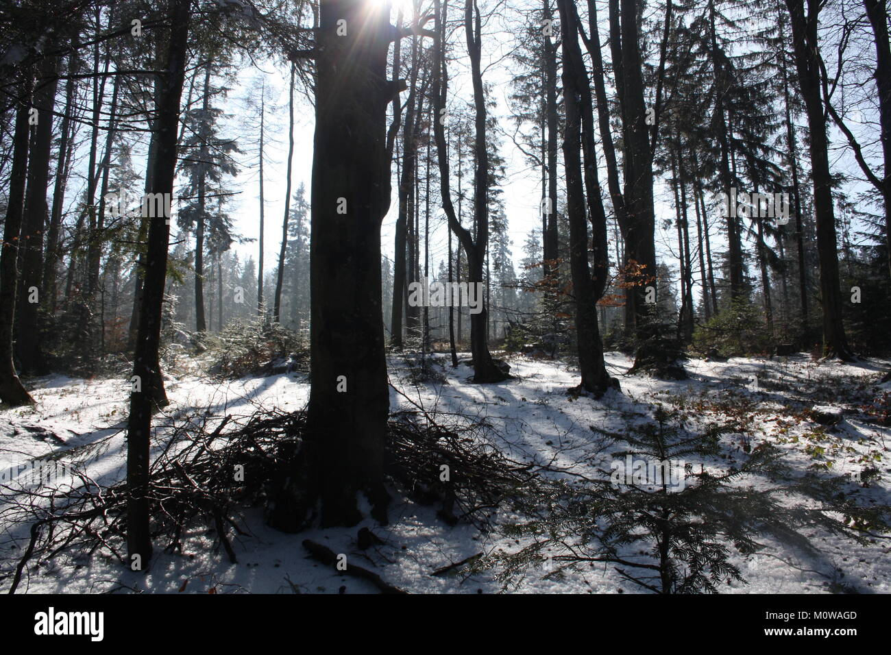 Wald im Gebirge Beskid Sadecki. Stockfoto