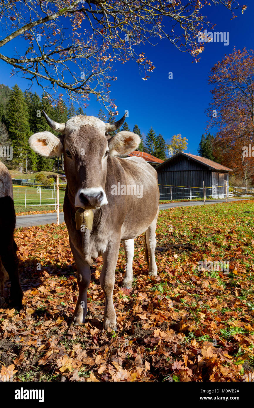 Braun Rinder, eine regionale Rinderrasse, auf einer Wiese in der Nähe von Pfronten im Allgäu, Bayern, Deutschland. Stockfoto