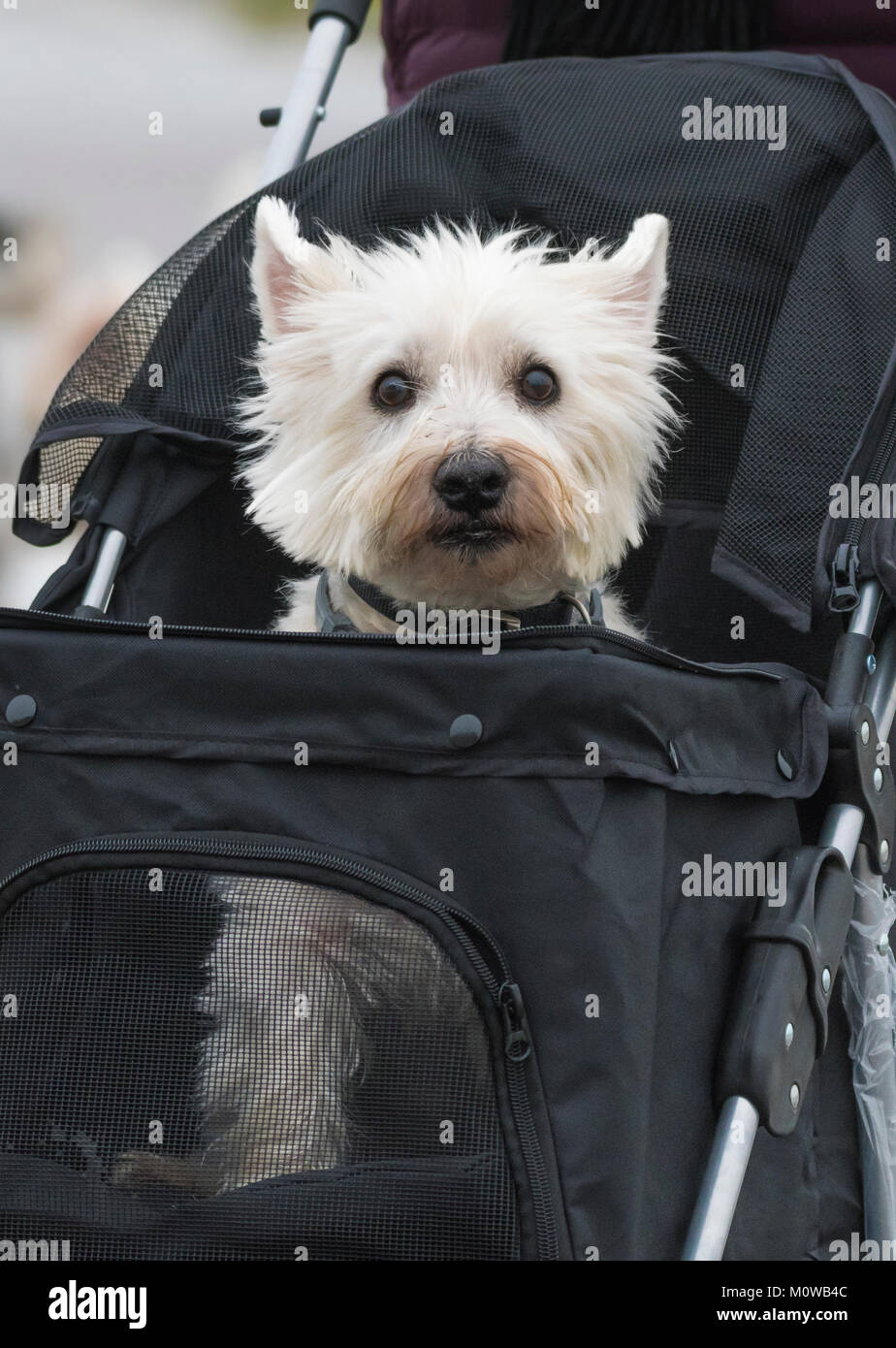 Kleine niedliche weißen Hund sitzen in einem Hund träger Kinderwagen. Stockfoto