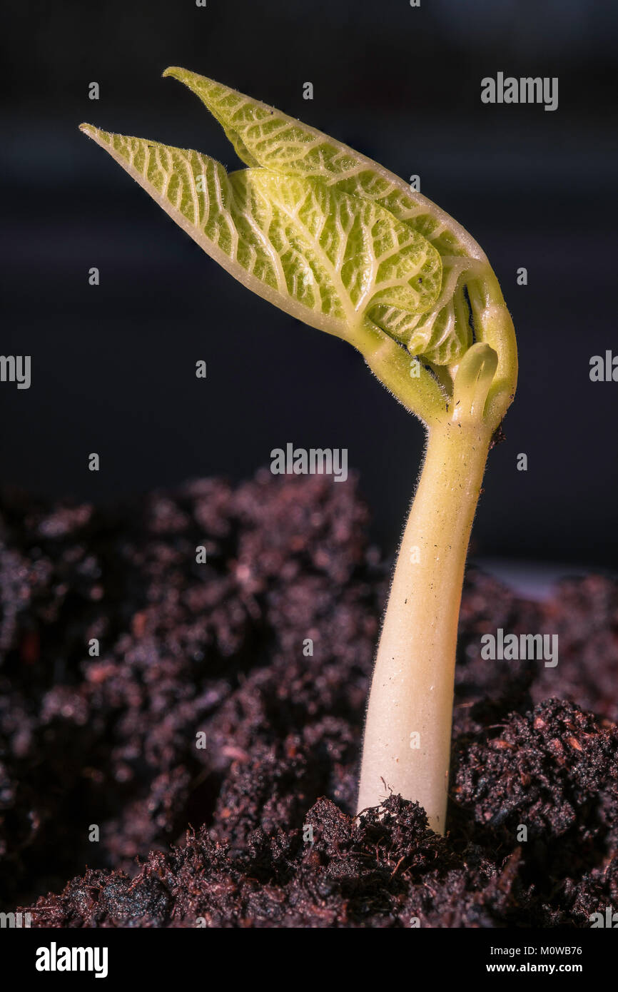 Ein runner bean Sprout. Stockfoto